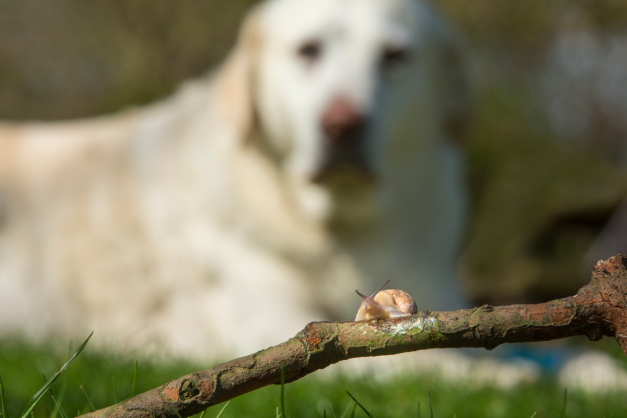 Dogs can accidentally eat slugs or snails when playing outdoors