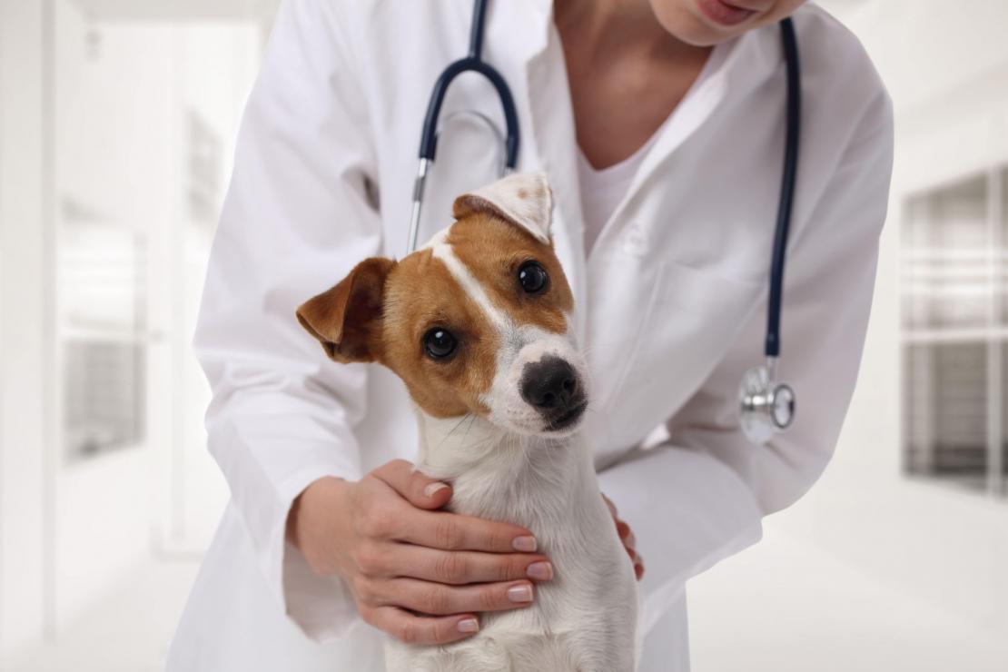 Pedir prestado Corte de pelo Agarrar Esterilizar un perro: métodos y efectos en la salud