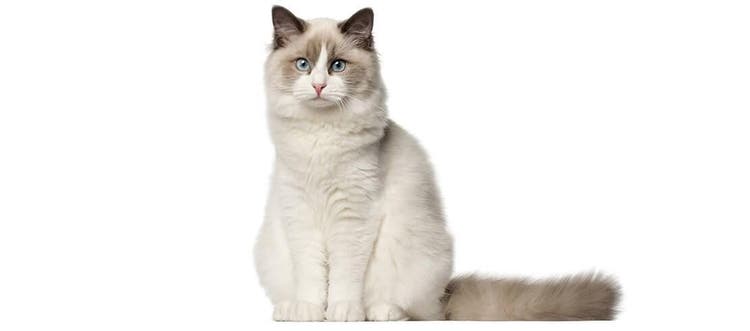 Gato raça Ragdoll sentado