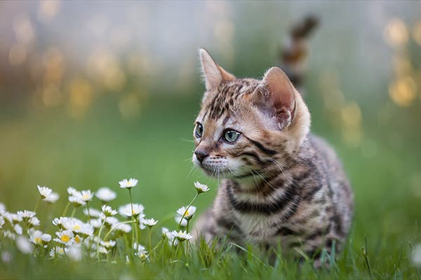 Bengal kattekilling med blå grå øjne sidder i blomster i græsset