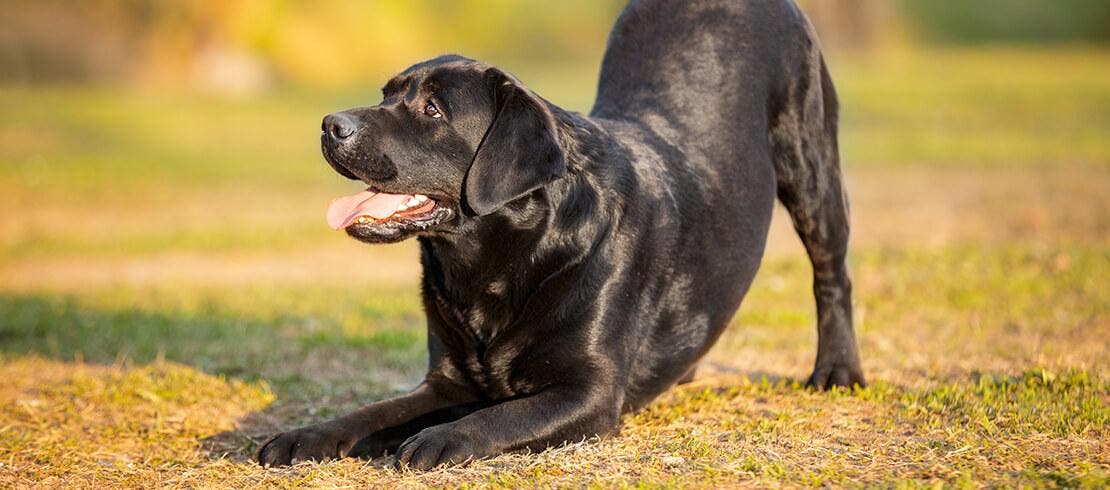 Black lab wagging tail in a grassy field.