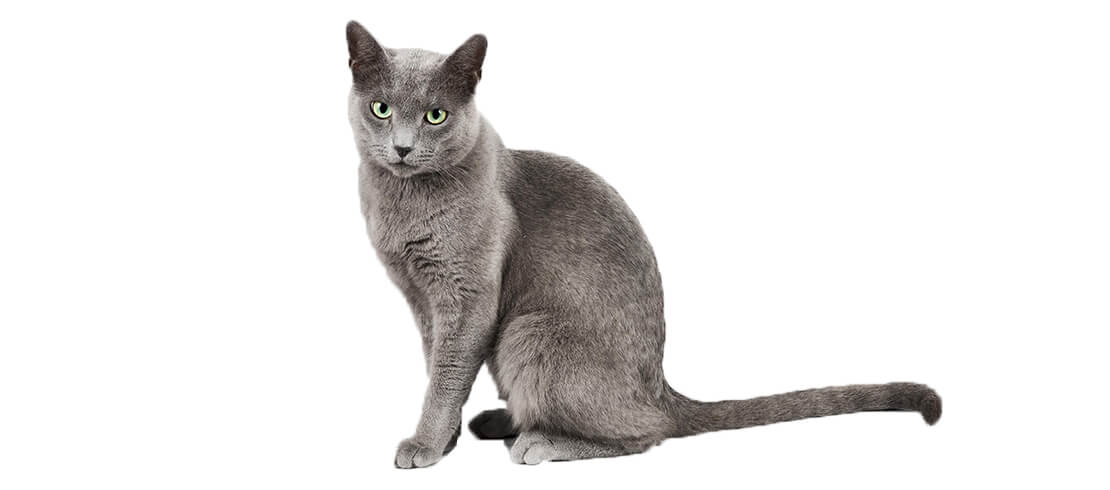 Russian blue cat sitting that is shy but also affectionate and hypoallergenic