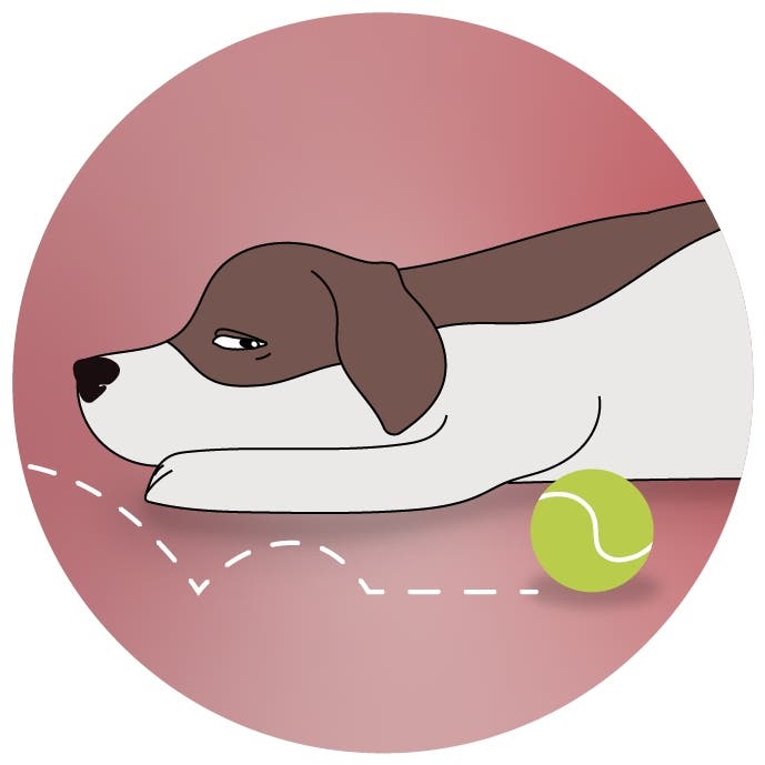 Dogs with ear infections can be reluctant to play