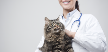 chat avec un vétérinaire
