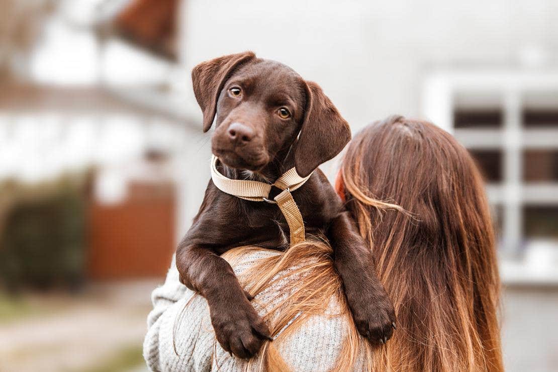 llevar perro a la oficina veterinaria