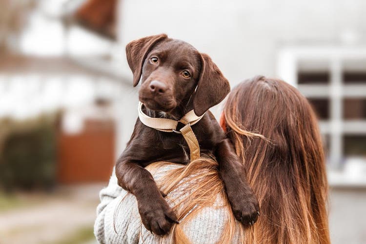 llevar perro a la oficina veterinaria