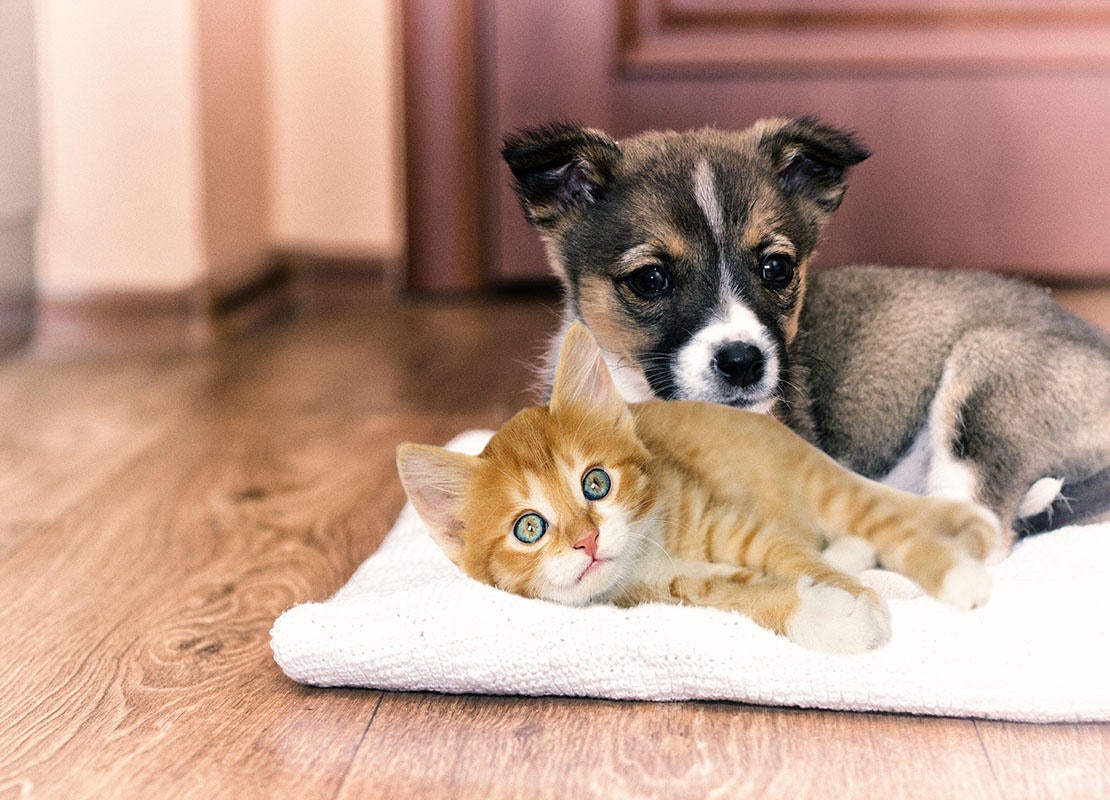 Маленький щенок и котенок