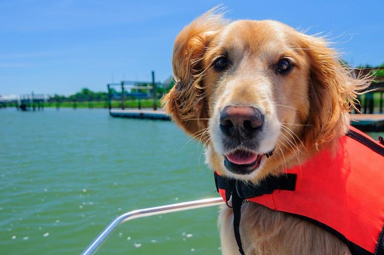 glad golden retriever hund i redningsvest sidder i en båd med vind i håret og solskin 