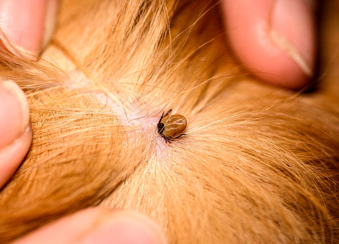 Close-up van een teek die zich in de huid van een dier heeft vastgebeten