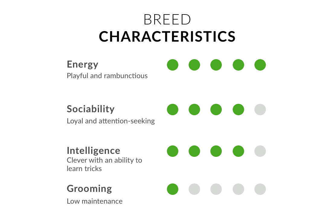 Bengal cat breed characteristics chart