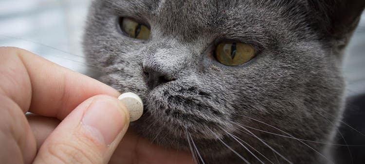 Guide, sådan giver du din kat tabletter