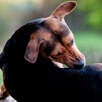 Dachsund dog chewing itself due to fleas