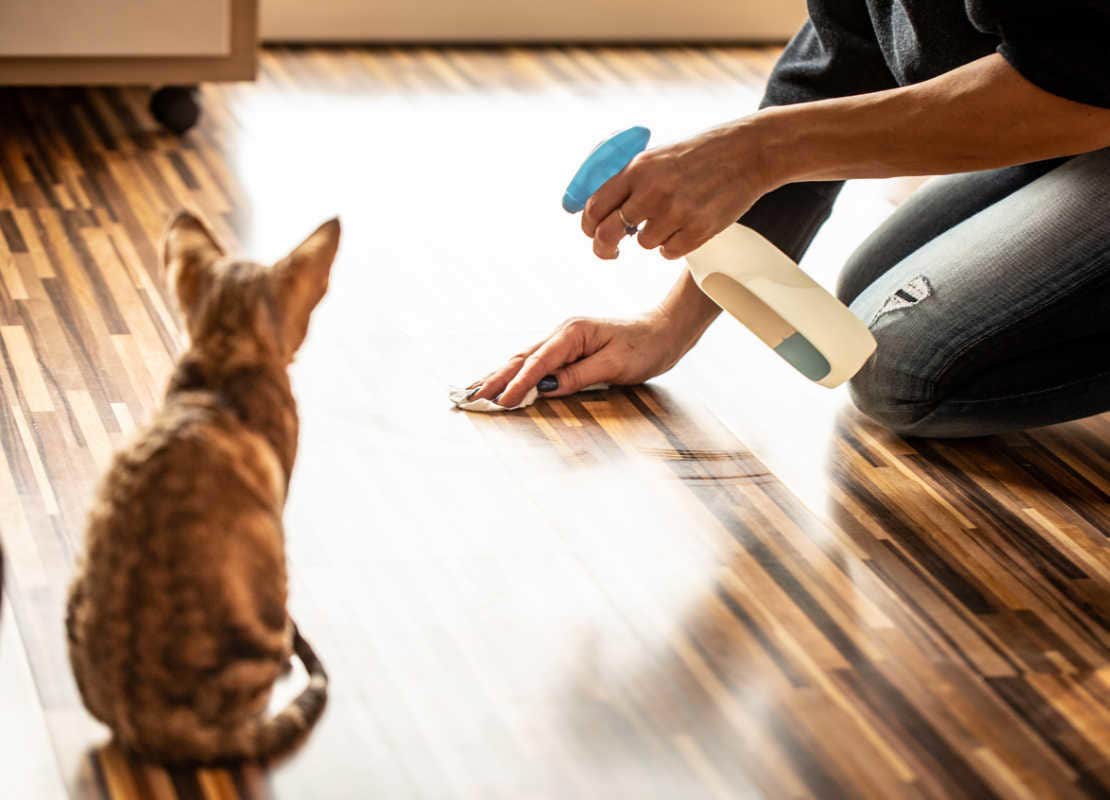 Katze von hinten beobachtet ihren Besitzer beim Bodenputzen