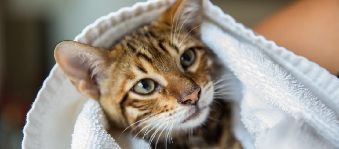 A tabby kitten being held in arm wrapped in a towel.