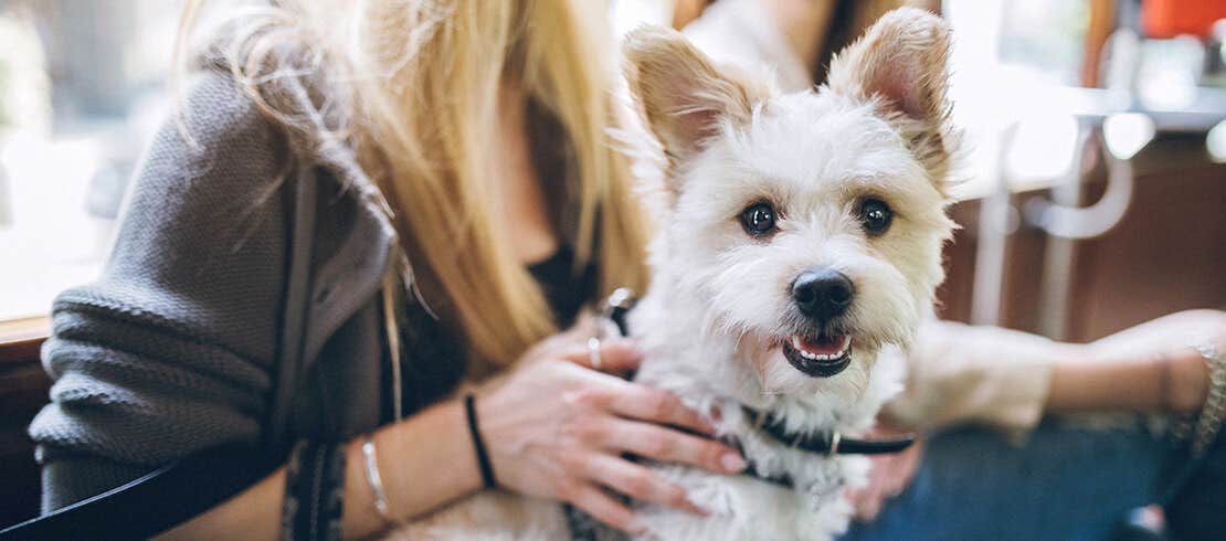 A Yorkshire terrier being held by owner on train