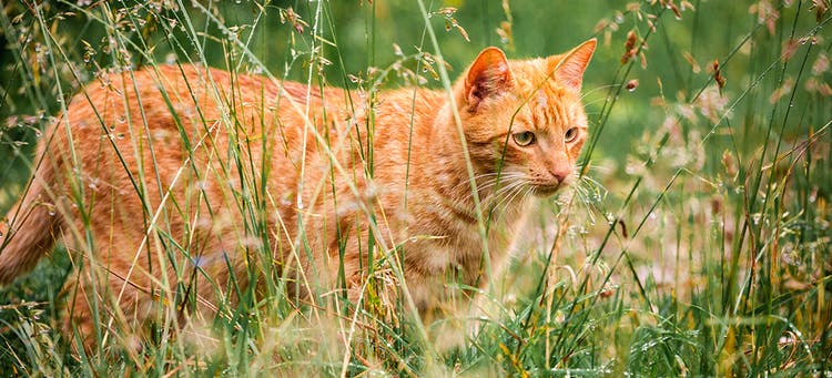 En katt som tittar bort mot en suddig grön bakgrund
