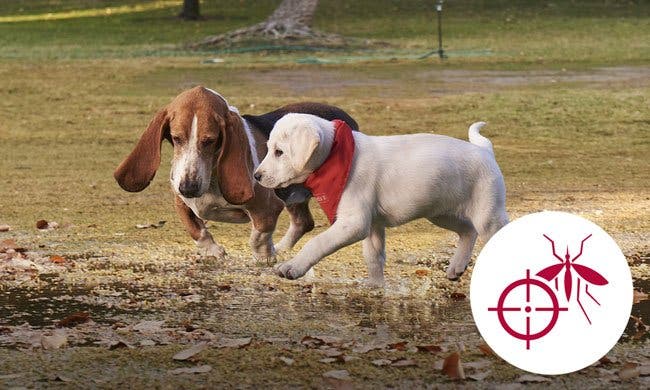 An image of Champ and friend playing in the puddle