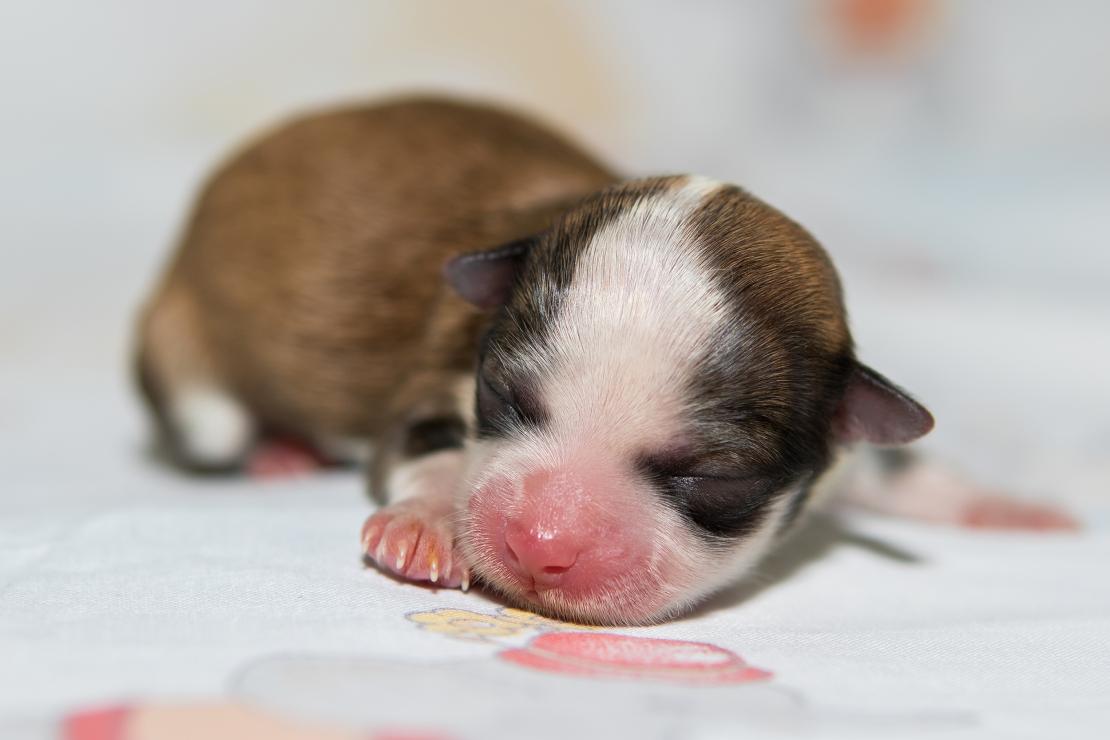 Newborn puppy up to 2 weeks: sleep and grow
