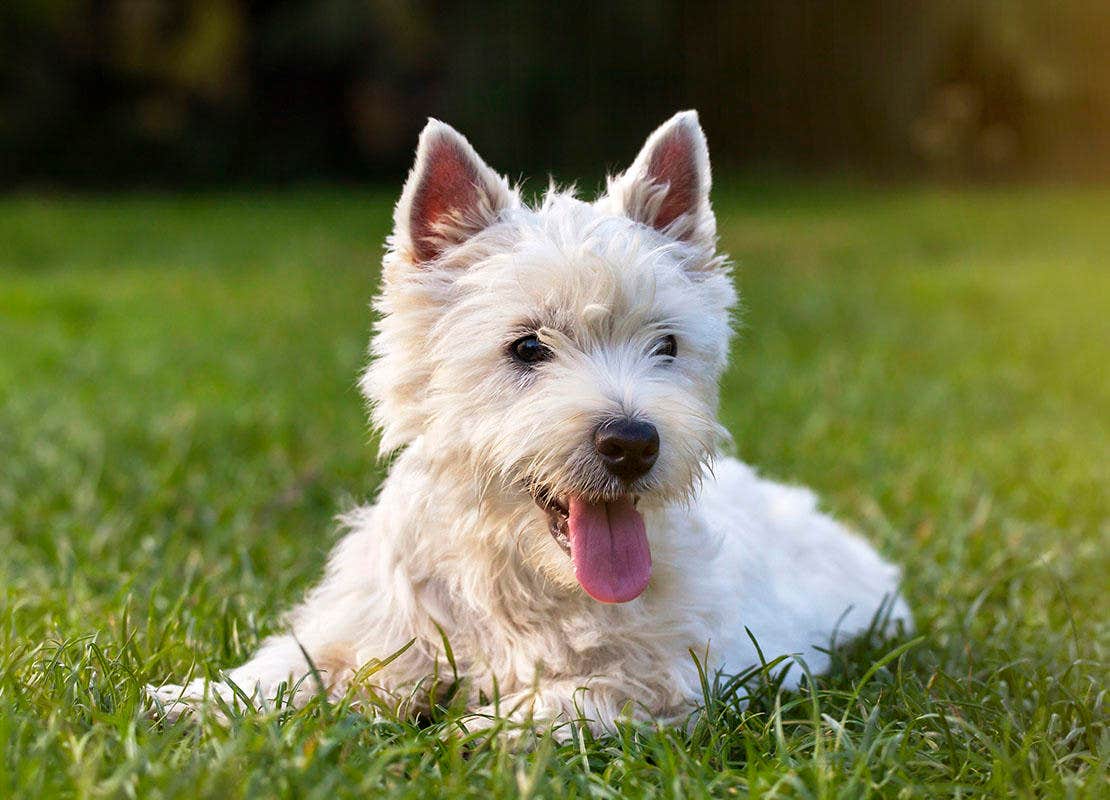 Cucciolo felice di cane bianco sdraiato nell'erba