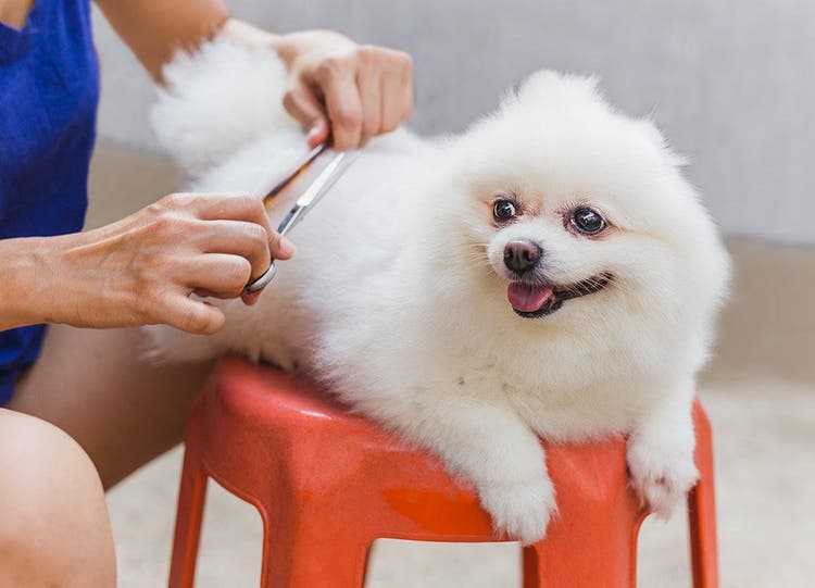 Besitzer schneidet Pomeranian das Fell mit einer Schere