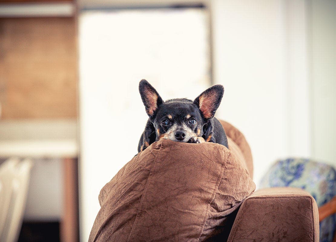 chihuahua_se_acuesta_sobre_un_sofa_de_terciopelo