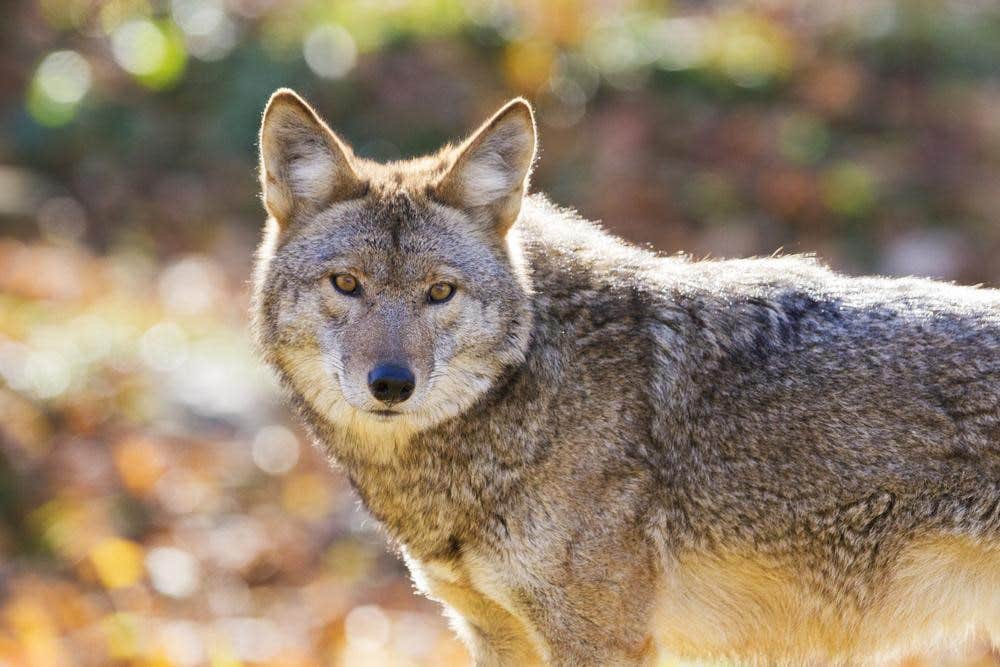  Animaux sauvages