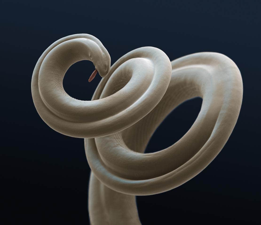 Microscopic close up of heartworm