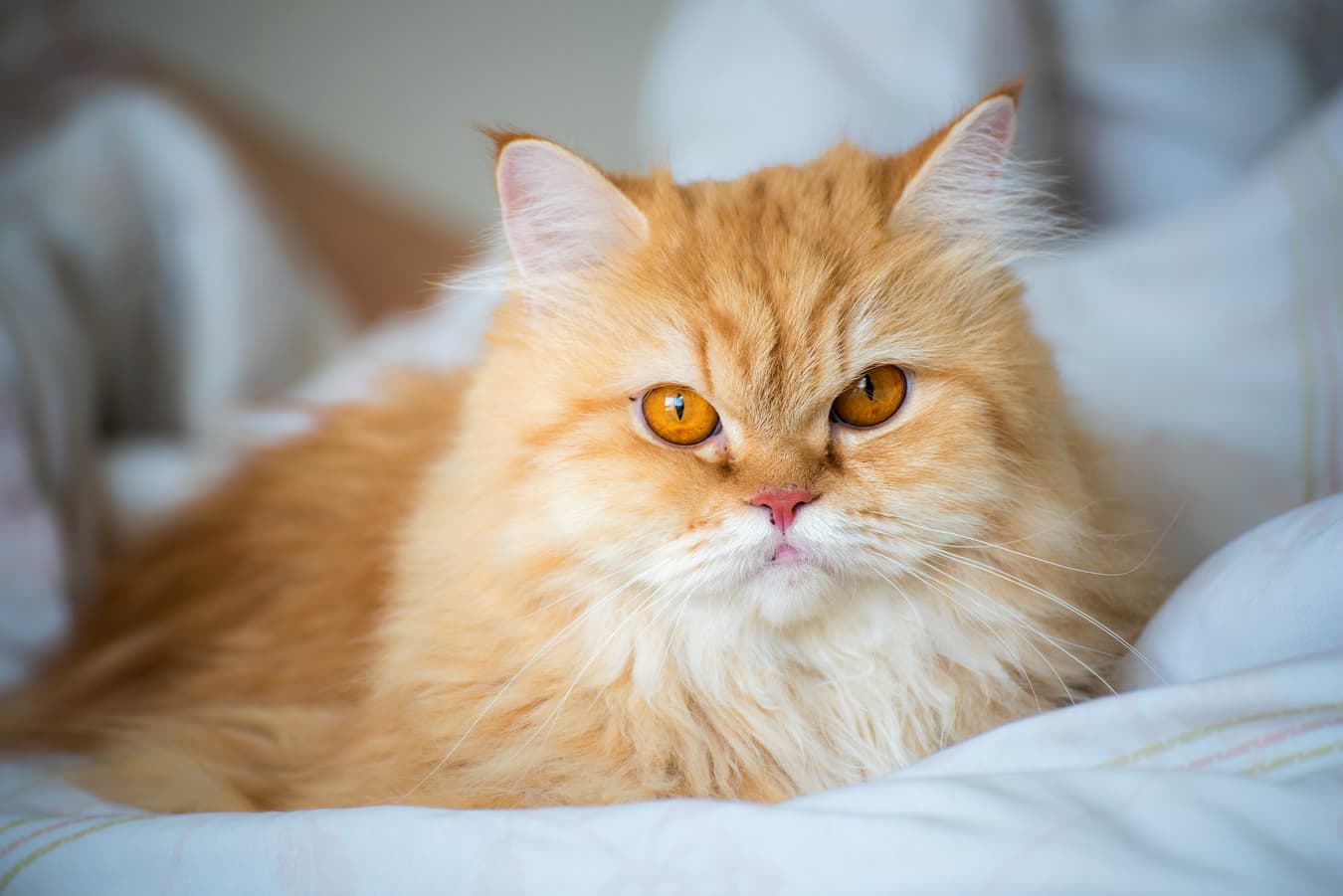 Długowłosy kot perski
