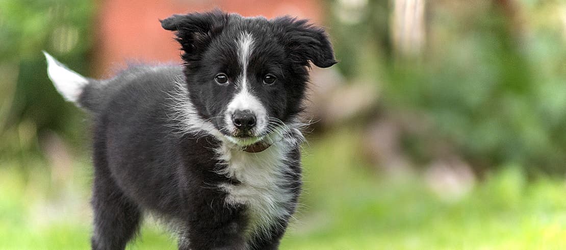 A healthy border collie puppy frolicking in the grass