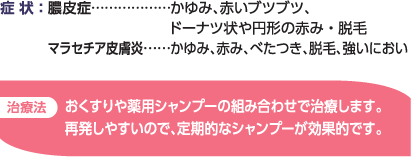 症状：膿皮症、マラセチア皮膚炎