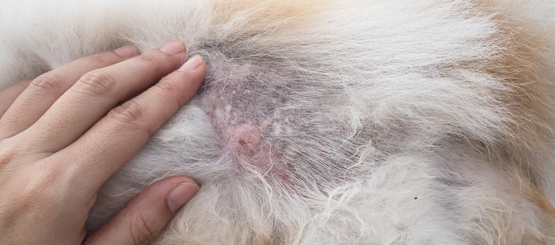 6 Reasons Your Dog Could Be Losing Hair