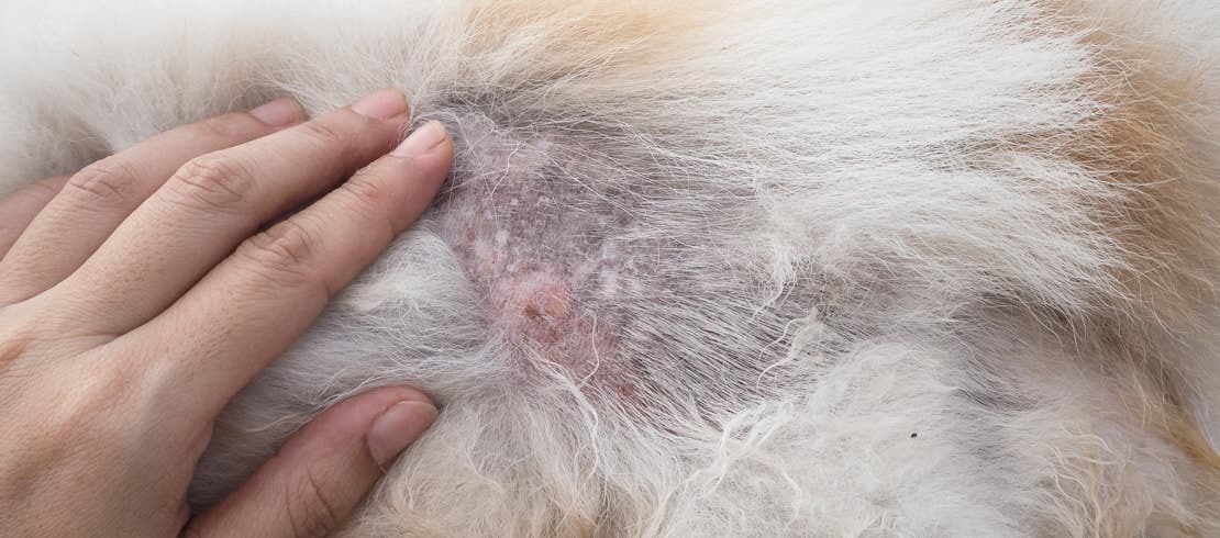 An owner looking at their fluffy dog’s belly where fur has been lost and there are red bumps remaining. 