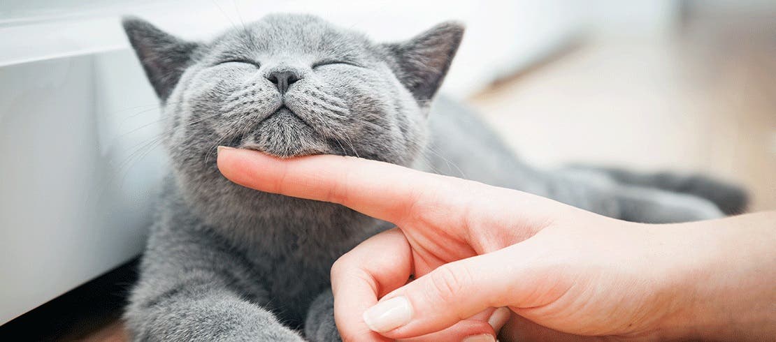 Cat and owner interacting indoors