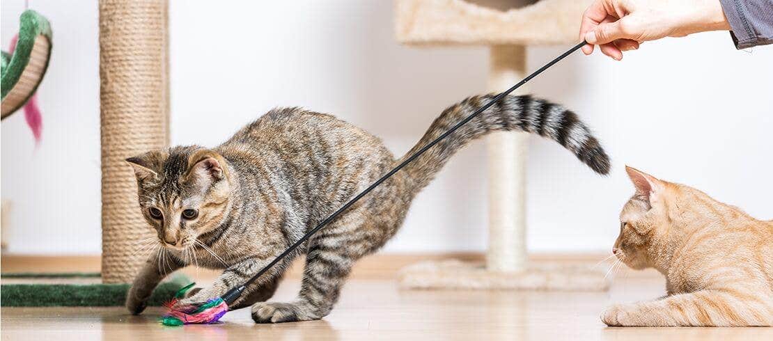 Two cats exercising and playing with cat toys