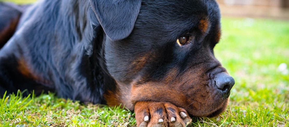A close up of a Rottweiler looking sad.