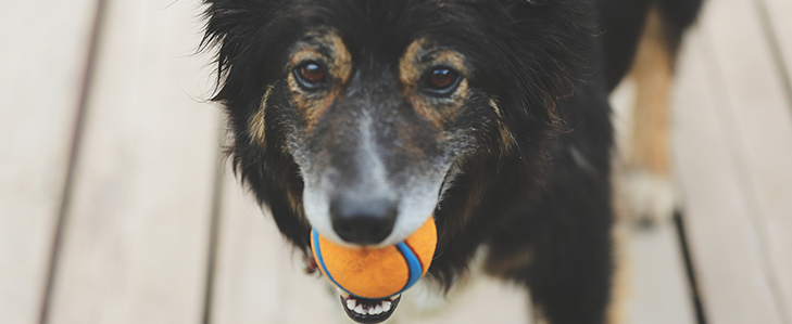 un chien avec un ballon