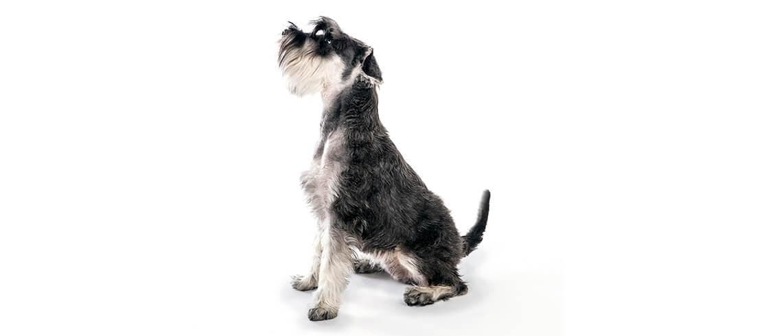 Miniature Schnauzers are great for allergy sufferers who have families