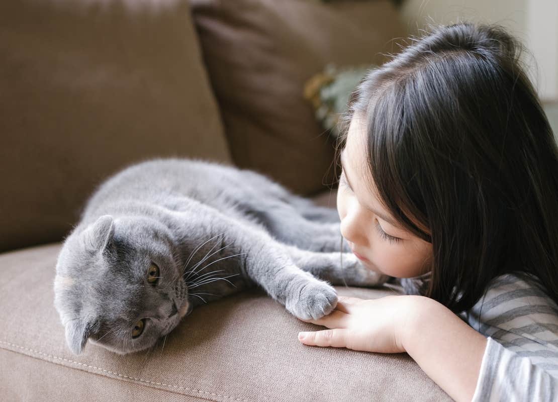 Comment apaiser un chat stressé