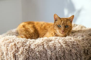 Cat lying on bed
