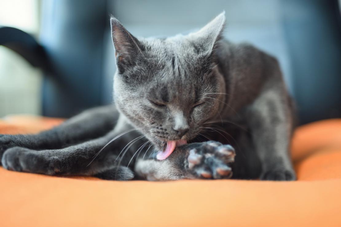Gato cinza lambendo as patas em um sofá