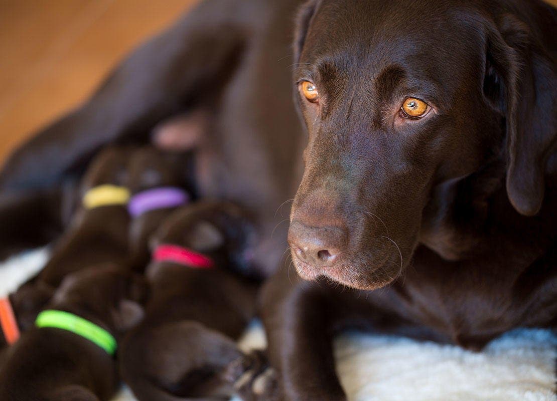 Zogende bruine labrador puppys met moeder