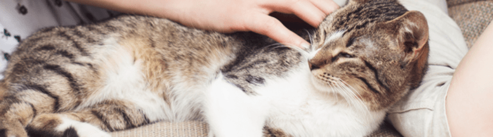 Formas de mantener sana a tu mascota con ayuda de las pastillas antiparasitarias