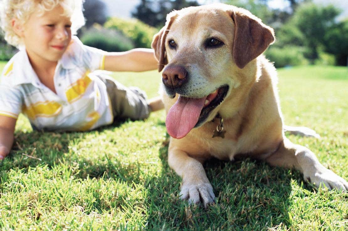 Dreng kæler labrador i græsset