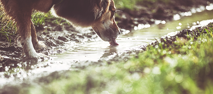 Hunde kan blive smittet af fransk hjerteorm, når de drikker vand fra pytter. 