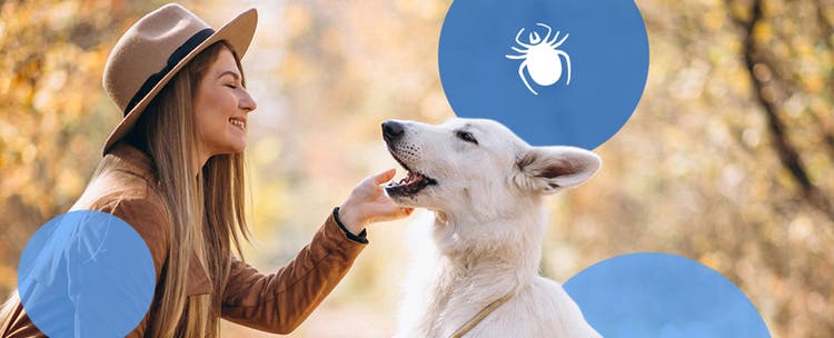 Owner petting white dog with tick icon