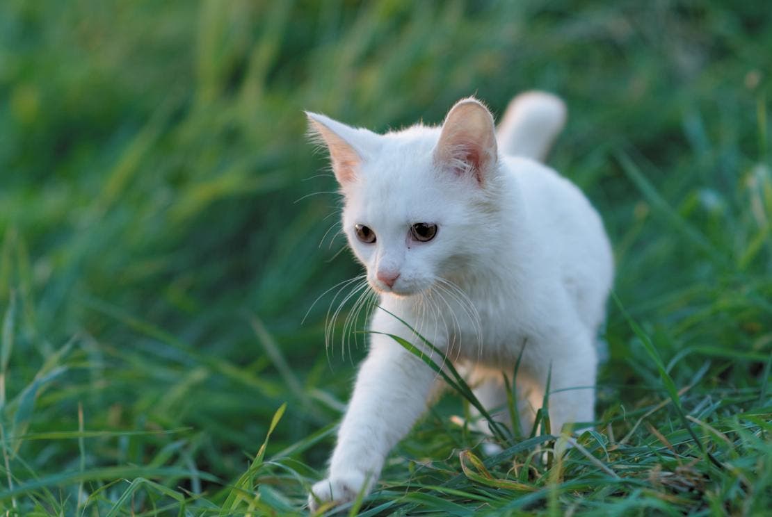 gato