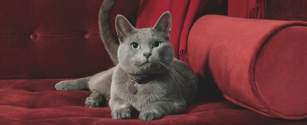 Eluracat for use in cats