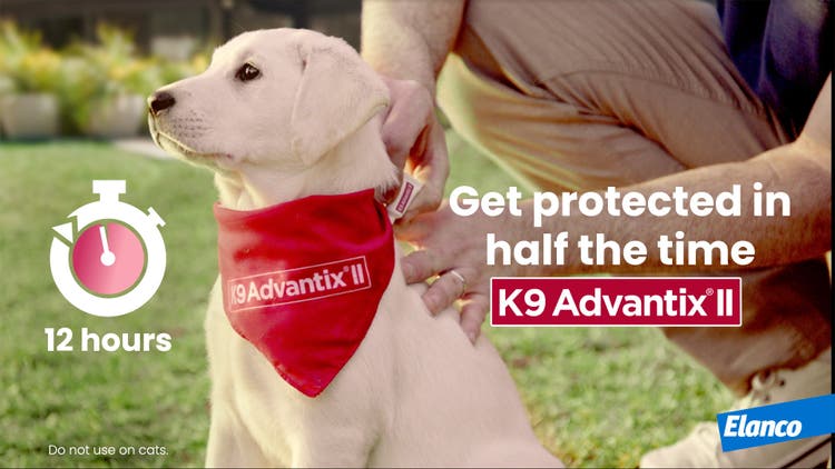 Dog getting K9 Advantix II that works faster than other topicals to keep fleas, ticks and mosquitoes off.