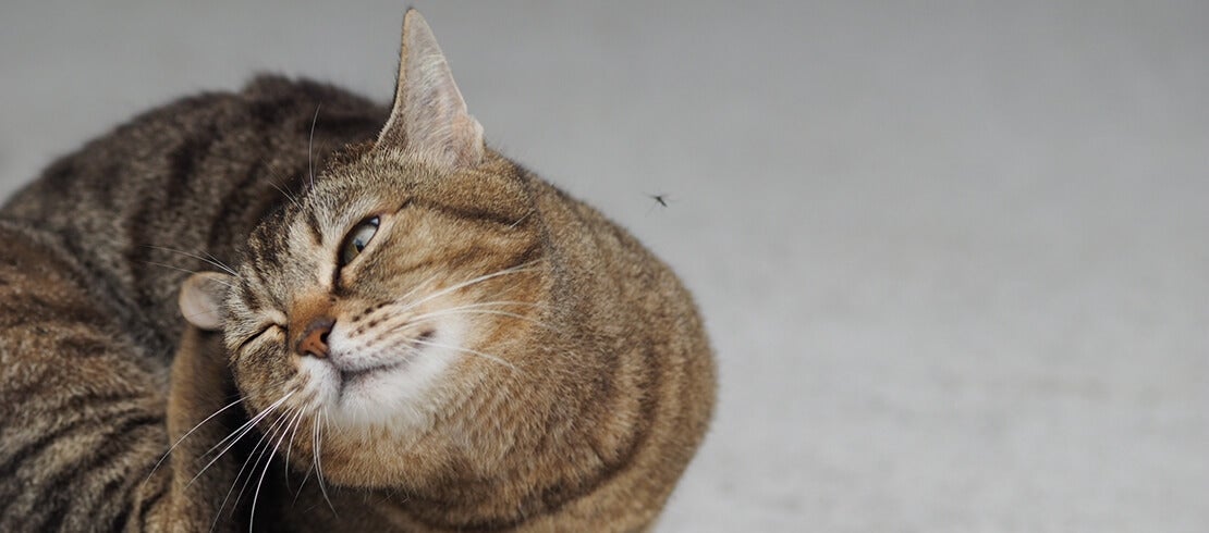 A tabby cat scratching its ear.