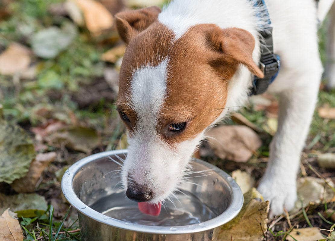 Foto van een hond die aan het drinken is